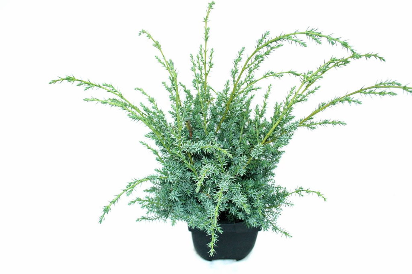 Juniperus chin. 'Blue Alps' - C2